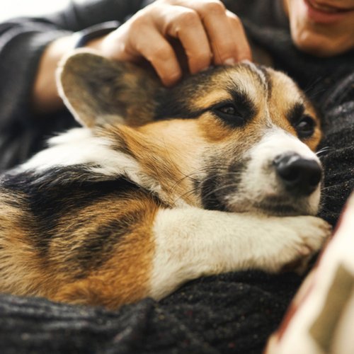 4 Steps Pet Owners Can Take to Maintain Their HVAC System