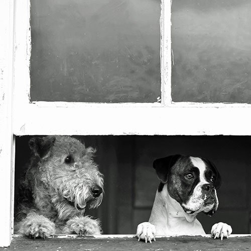 Do's & Don'ts to Keep Your Pet Safe